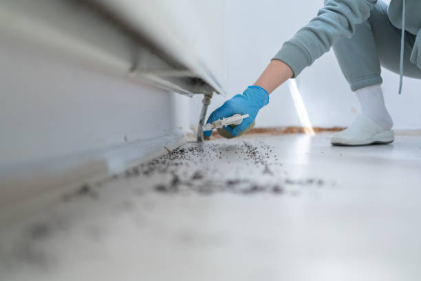 Best Affordable Pest Control Services  in Kettle Falls, WA